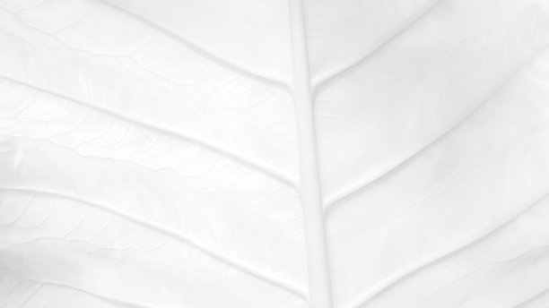 特写白色芋头叶脉纹理图片下载