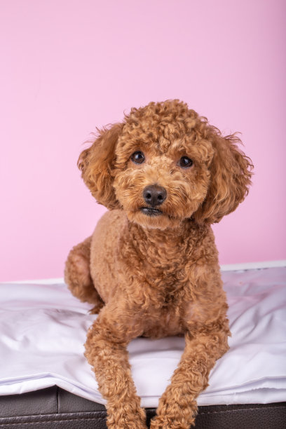 可爱的玩具狮子狗小狗-宠物图片下载