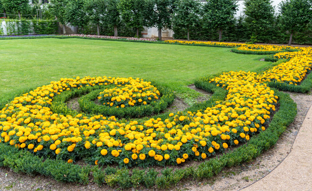 观赏花园中的橙色非洲万寿菊图片下载