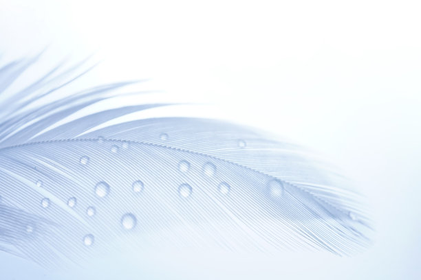 美丽的原始背景图像与鸟的羽毛和水滴。图片下载