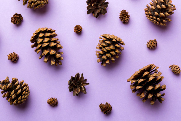 松果在彩色桌子上。自然假日背景与松果组合在一起。平的。冬天的概念图片下载