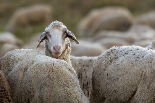 一只绵羊从羊群中向外张望，肖像，特写图片下载