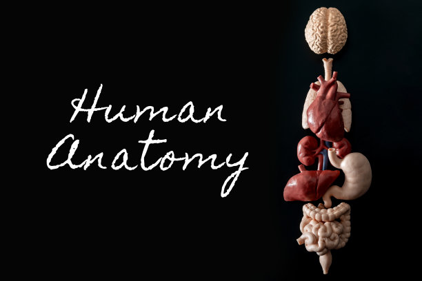 人体解剖学、器官移植和医学概念，将脑、心、肺、胃、肝等解剖位置正确的人体器官拼贴在黑色背景上图片下载