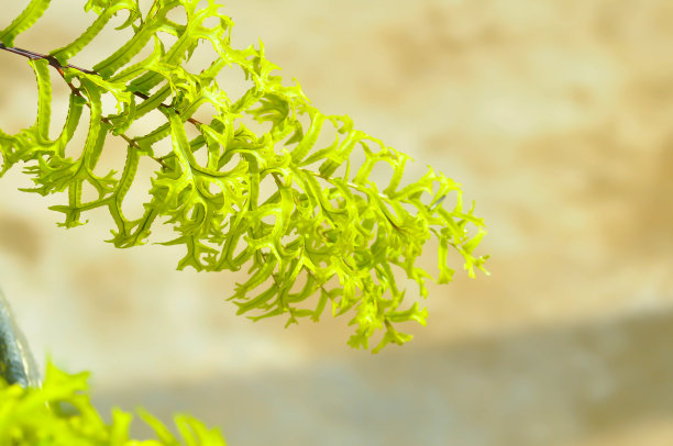 点状微孔或美人鱼尾蕨，蕨类图片下载