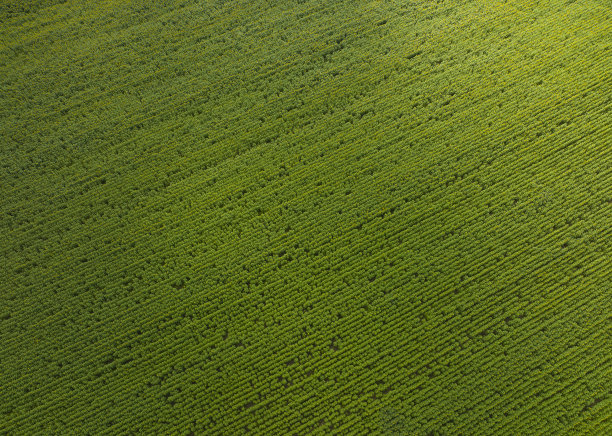 向日葵无人机照片，Bozuyuk Bilecik，马尔马拉地区图片下载