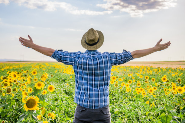 农民张开双臂站在向日葵田里图片下载