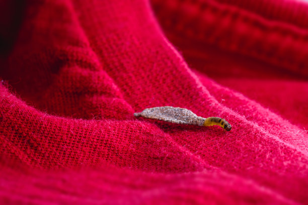 蛾幼虫在衣服上，取食织物，城市害虫宏观照片，缺乏卫生，潮湿的环境，昆虫在室内图片下载