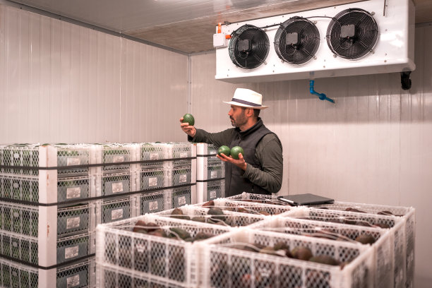 手拿牛油果的工人或客户检查地窖或成熟器中的水果图片下载