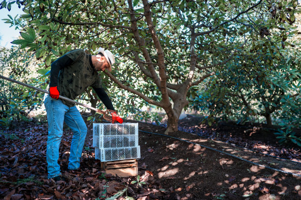在埃尔基谷收获季节，一名工人将牛油果装在塑料盒里图片下载