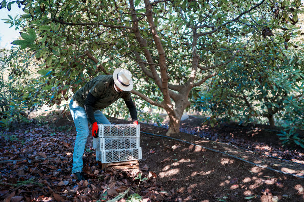 在埃尔基谷收获季节，一名工人举起装有牛油果的塑料盒图片下载