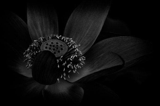 莲花(单色)图片下载