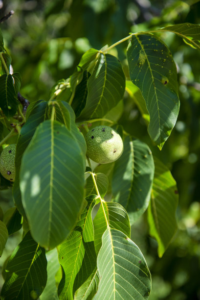 一棵梨树的绿叶的特写图像。树枝上有一个梨。这张图片适合做背景。图片下载