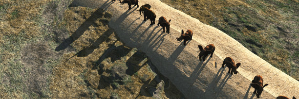 大象和日落图片下载