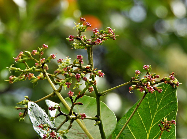 有粉红色花的腰果树图片下载