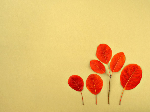 极简构图，红色落叶形成象征性的秋天树林。秋天的森林或感恩节的节日背景。俯视图，平面布局，复制文本空间。图片下载