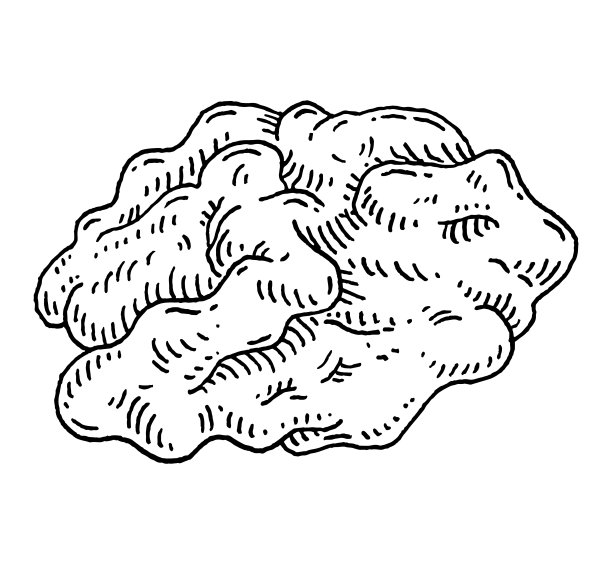 半颗不带壳的核桃。矢量雕刻黑色古董图片下载