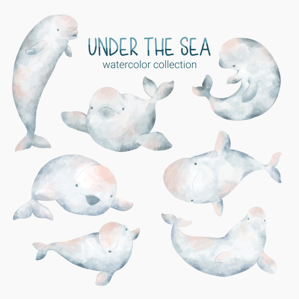 海洋生物可爱的元素动物生活在海底。水下动物生物和海豚图片下载