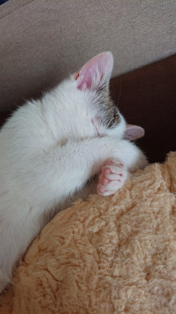 可爱的小猫睡觉图片下载