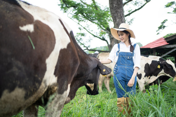 亚洲有吸引力的奶农妇女独自在农场户外工作。年轻美丽的农业女农民在牧场的绿色田野里幸福地检查和检查奶牛动物图片下载
