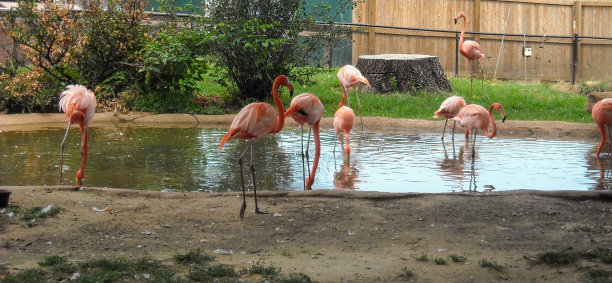 火烈鸟图片下载