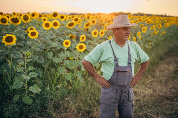 一名农学家在盛开的向日葵田里的肖像图片下载
