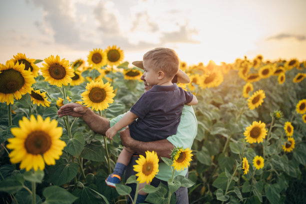 农民和盛开的向日葵田图片下载