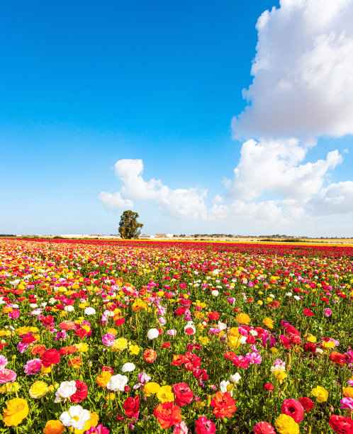 巨型花卉地毯图片下载