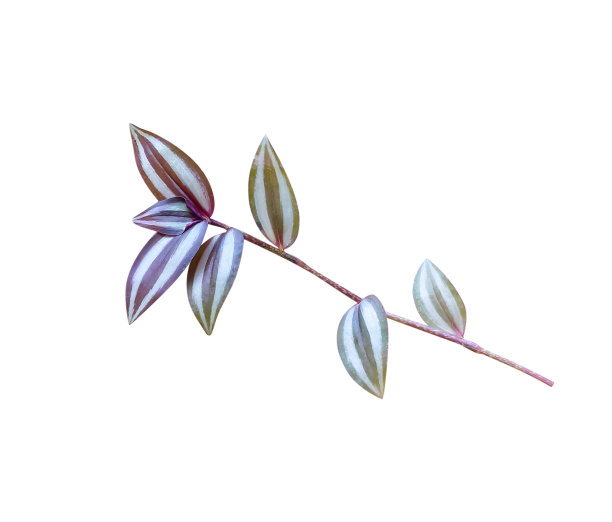 彩色的银寸叶植物(斑马草)和茎分枝孤立在白色背景上，修剪路径图片下载