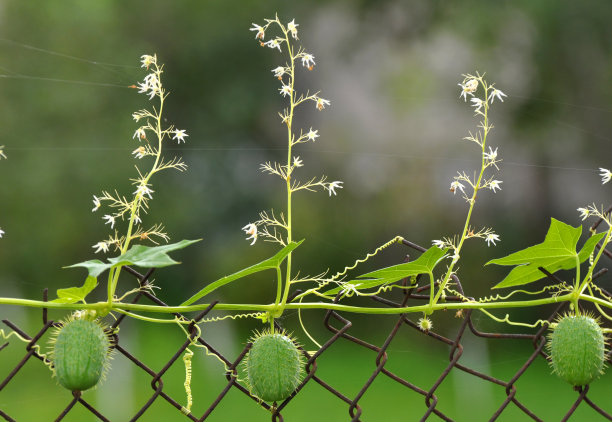 野棘球蚴在野外生长图片下载