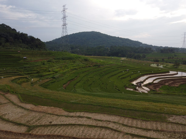 美丽的绿色和肥沃的稻田，稻谷即将收获图片下载