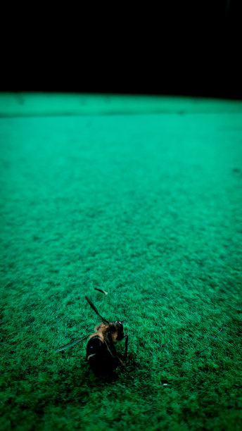 一只木蜂死于杀虫剂图片下载