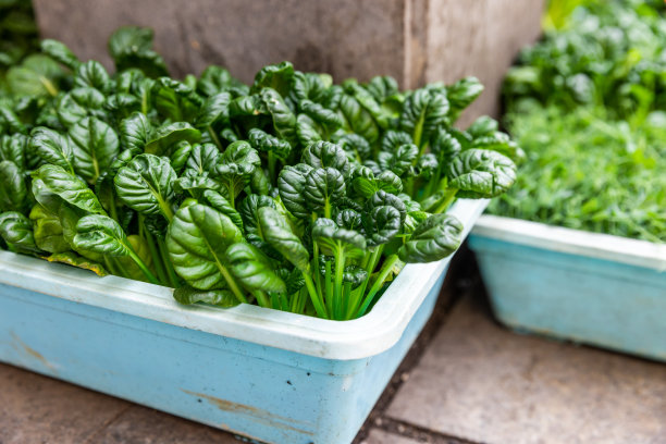 市场上的有机蔬菜图片下载