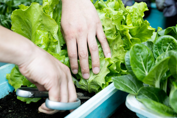 市场上的有机蔬菜图片下载