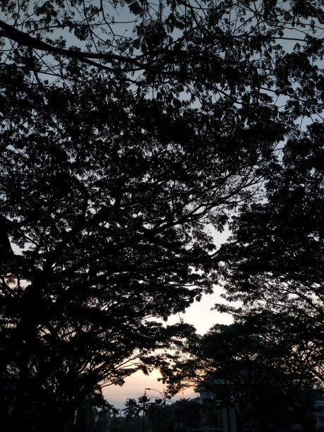 日落时大树的剪影照片图片下载
