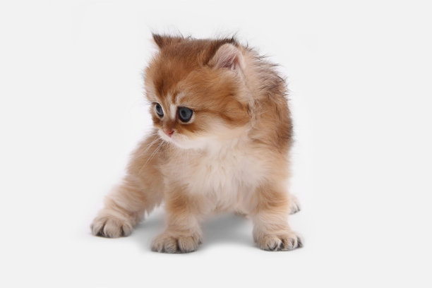 英国长毛小猫，白色背景，绿叶。金色的钦奇利亚汉兰达。可爱的毛茸茸的小猫。宠物在舒适的家里。俯视图网页横幅。有趣可爱的宠物猫。明信片的概念图片下载