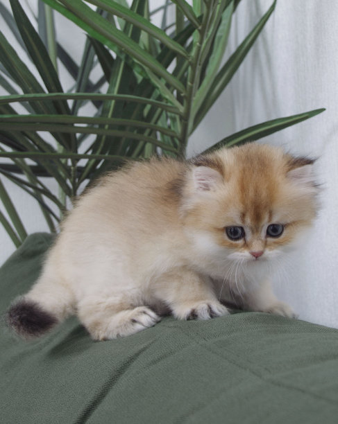 英国长毛小猫，白色背景，绿叶。金色的钦奇利亚汉兰达。可爱的毛茸茸的小猫。宠物在舒适的家里。俯视图网页横幅。有趣可爱的宠物猫。明信片的概念图片下载