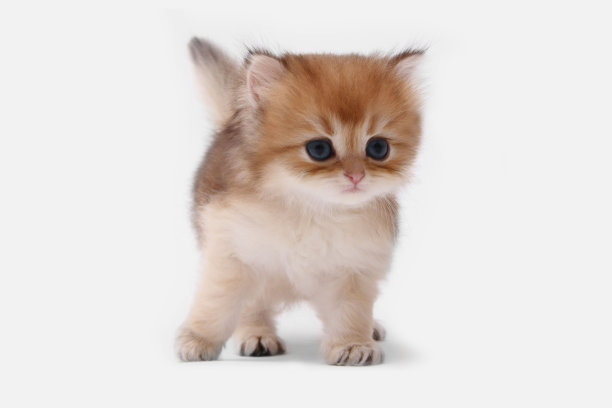 英国长毛小猫，白色背景，绿叶。金色的钦奇利亚汉兰达。可爱的毛茸茸的小猫。宠物在舒适的家里。俯视图网页横幅。有趣可爱的宠物猫。明信片的概念图片下载