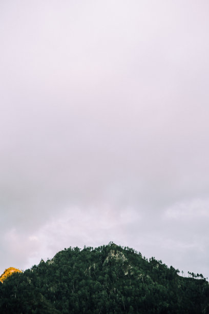 一个强大的森林，高大的树木，古老的植物和柔和的焦点图片下载