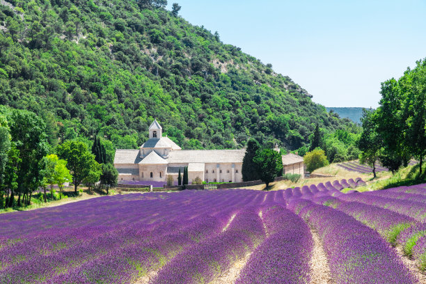 法国南部普罗旺斯，塞南克修道院的拉凡德油田图片下载