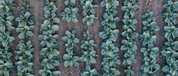 农田里新鲜的绿色卷心菜。景观鸟瞰图，新鲜生长的卷心菜头排成一行。生动的农业领域在农村地区俯视图或无人机拍摄。背景或纹理横幅图片下载