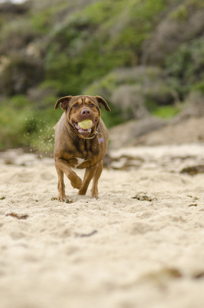 狗狗玩接球与沙嘴Trigg狗海滩西澳动物在运动图片下载