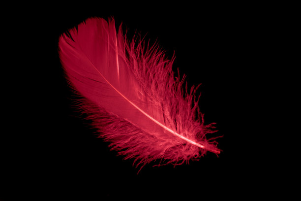 黑色孤立背景上的一根红鹅毛图片下载
