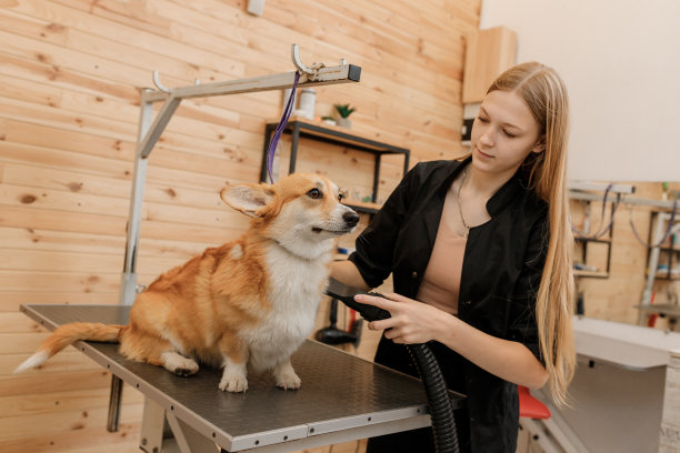 专业的女性宠物美容师在美容院用吹风机吹干威尔士柯基犬的毛。梳理概念图片下载