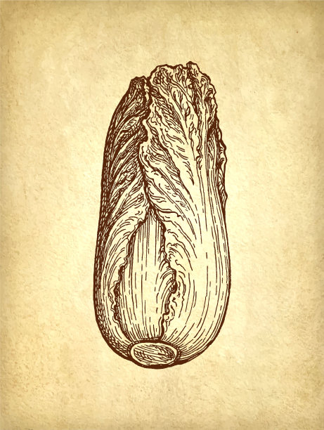 白菜水墨画图片下载