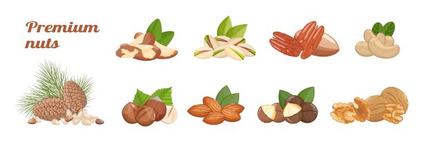 坚果种类:核桃，杏仁，榛子，山核桃和其他健康零食。横幅，矢量插图孤立在白色背景图片下载