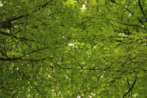 视图从底部到顶部进入一棵树拍摄图片下载