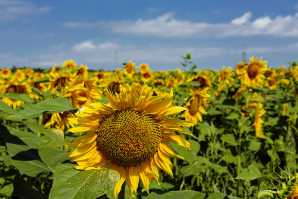 向日葵田和蓝天白云背景的全景景观。图片下载