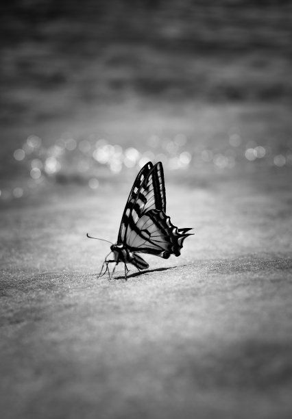 黑白蝴蝶图片下载