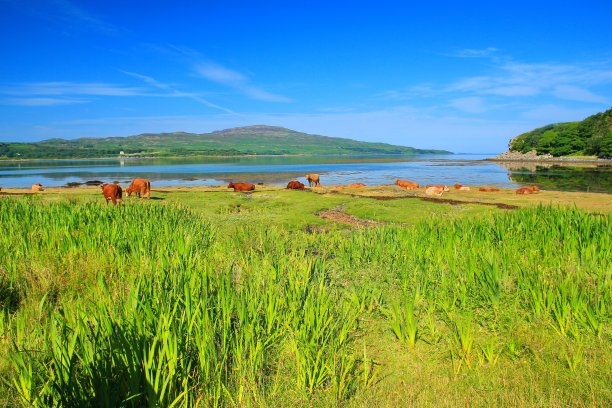 英国马尔岛郁郁葱葱的草木图片下载
