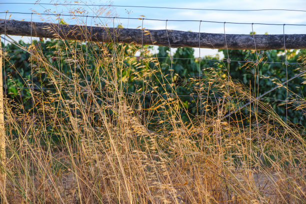 在篱笆旁晾干未收割的干草图片下载